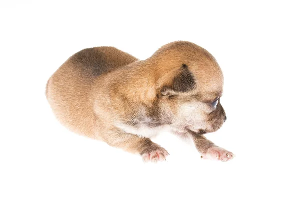 Grappige pup chihuahua houdingen op een witte achtergrond — Stockfoto