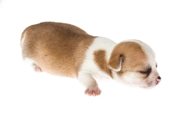 Filhote de cachorro engraçado Chihuahua posa em um fundo branco — Fotografia de Stock