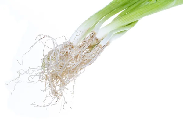 Cebolla verde sobre fondo blanco — Foto de Stock