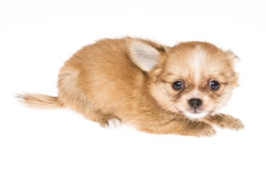 komik köpek chihuahua pozlar beyaz zemin üzerine