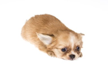 komik köpek chihuahua pozlar beyaz zemin üzerine