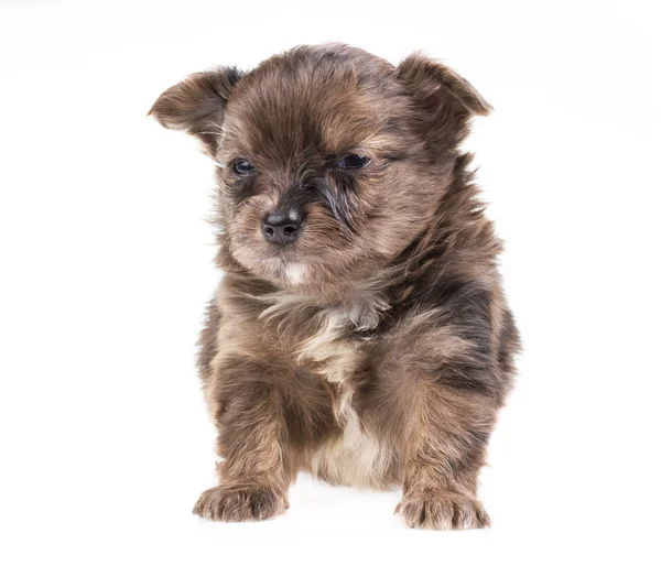 Chiot drôle Chihuahua pose sur un fond blanc — Photo