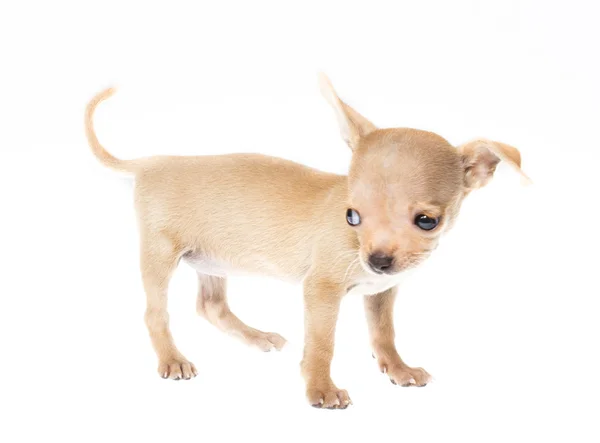 Grappige pup chihuahua houdingen op een witte achtergrond — Stockfoto