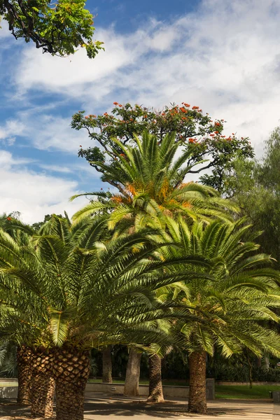 Taman di Santa Cruz Tenerife — Stok Foto