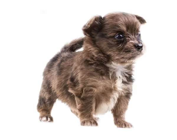 Filhote de cachorro engraçado Chihuahua posa em um fundo branco — Fotografia de Stock