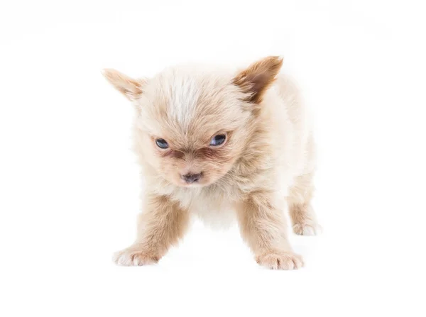 Αστεία κουτάβι chihuahua θέτει σε λευκό φόντο — Φωτογραφία Αρχείου
