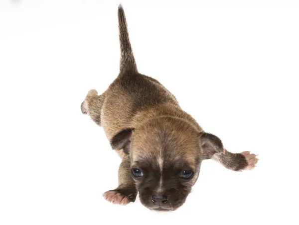 Cachorro divertido Chihuahua posa sobre un fondo blanco — Foto de Stock