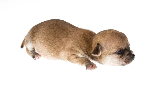 Смешной щенок Чихуахуа позирует на белом фоне — стоковое фото
