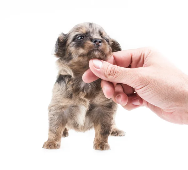 Filhote de cachorro engraçado Chihuahua posa em um fundo branco — Fotografia de Stock