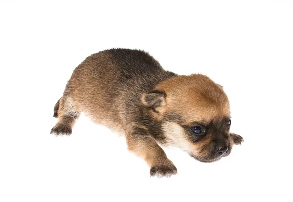 Filhote de cachorro engraçado Chihuahua posa em um fundo branco — Fotografia de Stock