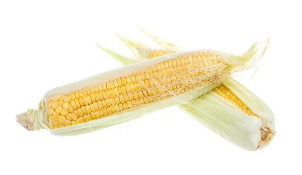 Fresh raw corn cob isolated on the white — Stock Photo, Image