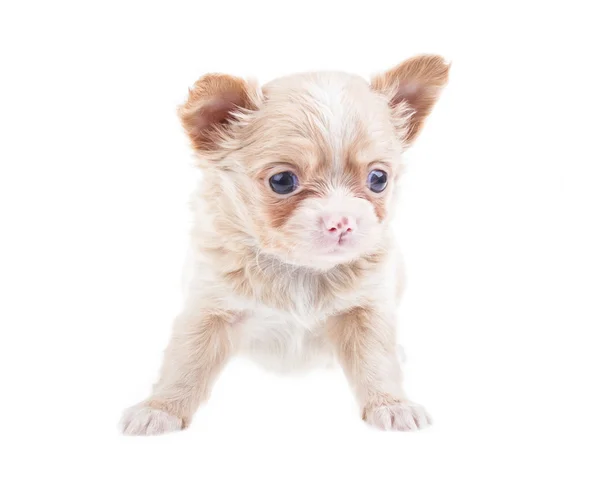 Filhote de cachorro engraçado Chihuahua posa em um fundo branco — Fotografia de Stock