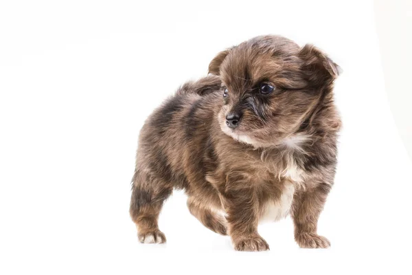 Cachorro divertido Chihuahua posa sobre un fondo blanco — Foto de Stock