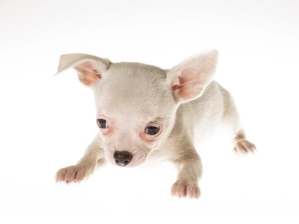 Filhote de cachorro engraçado Chihuahua posa em um fundo branco — Fotografia de Stock