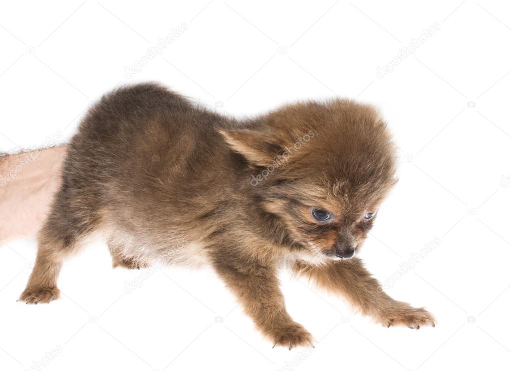Drôle De Petit Chien Chihuahua Poses Sur Fond Blanc