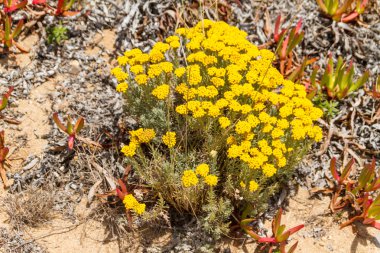 lisbon, por yakınındaki fırtınalı havalarda Atlas Okyanusu kıyısındaki Beach