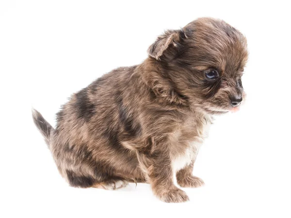 Filhote de cachorro engraçado Chihuahua posa em um fundo branco — Fotografia de Stock