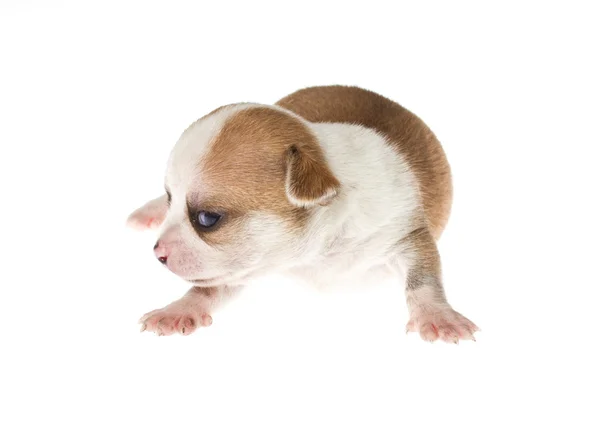 Divertente cucciolo Chihuahua posa su uno sfondo bianco — Foto Stock