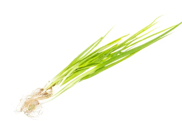 Cebolla verde sobre fondo blanco — Foto de Stock