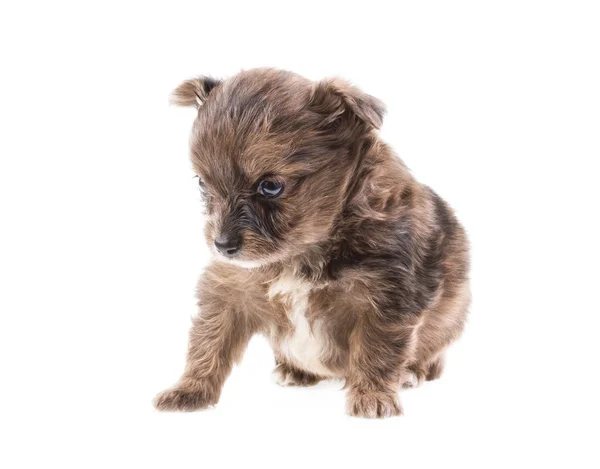 Filhote de cachorro engraçado Chihuahua posa em um fundo branco — Fotografia de Stock