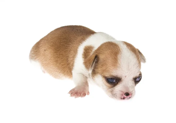 Filhote de cachorro engraçado Chihuahua posa em um fundo branco — Fotografia de Stock