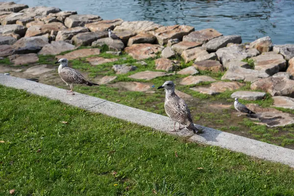 Mås — Stockfoto