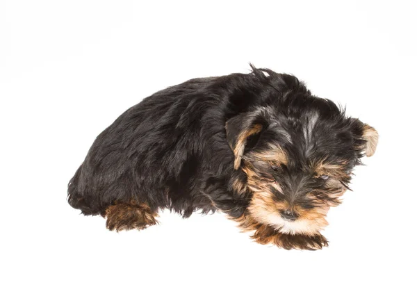 Puppy yorkshire terrier on the white background — Stock Photo, Image