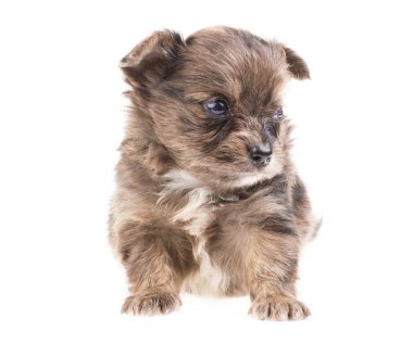 komik köpek chihuahua pozlar beyaz zemin üzerine
