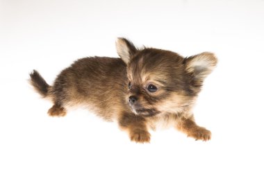 komik köpek chihuahua pozlar beyaz zemin üzerine