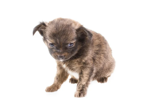 Filhote de cachorro engraçado Chihuahua posa em um fundo branco — Fotografia de Stock