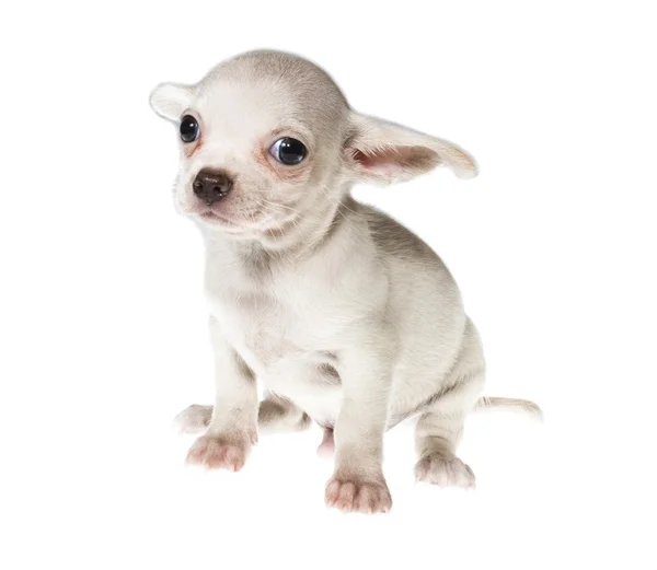 Divertente cucciolo Chihuahua posa su uno sfondo bianco — Foto Stock