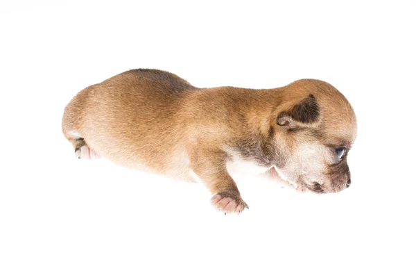 Chiot drôle Chihuahua pose sur un fond blanc — Photo