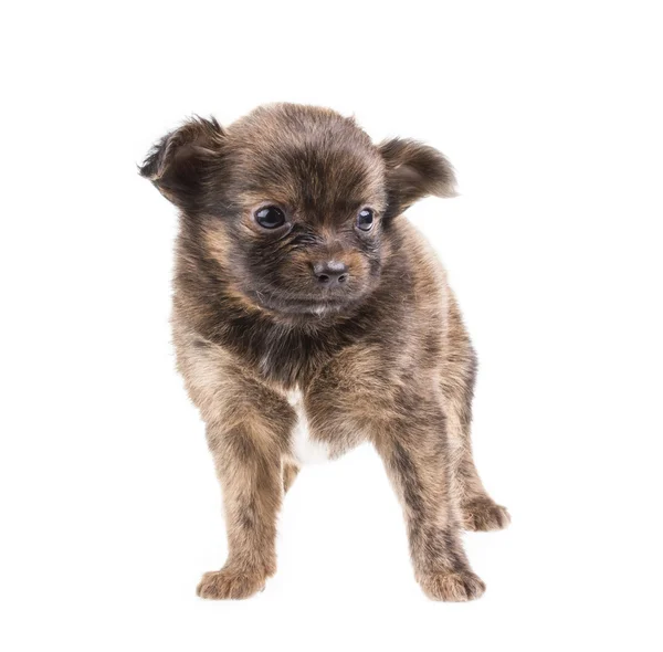 Roliga valp chihuahua poser på vit bakgrund — Stockfoto