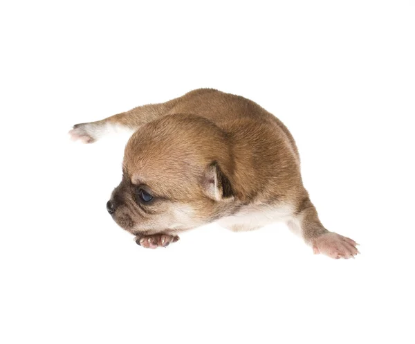 Cachorro divertido Chihuahua posa sobre un fondo blanco —  Fotos de Stock