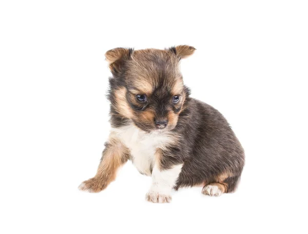 Chiot drôle Chihuahua pose sur un fond blanc — Photo