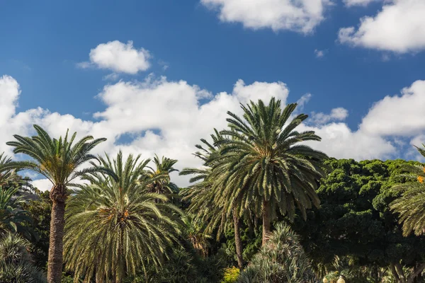 Şehir las palmas de gran canaria, İspanya — Stok fotoğraf
