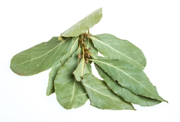 Hojas de laurel aromáticas (laurel) aisladas sobre fondo blanco — Foto de Stock