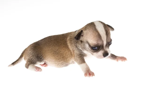 Cachorro divertido Chihuahua posa sobre un fondo blanco —  Fotos de Stock