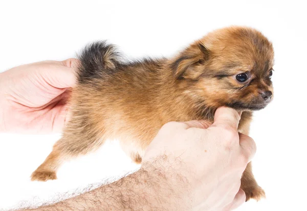 Filhote de cachorro engraçado Chihuahua posa em um fundo branco — Fotografia de Stock