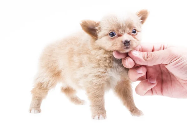 Filhote de cachorro engraçado Chihuahua posa em um fundo branco — Fotografia de Stock