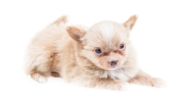 Filhote de cachorro engraçado Chihuahua posa em um fundo branco — Fotografia de Stock