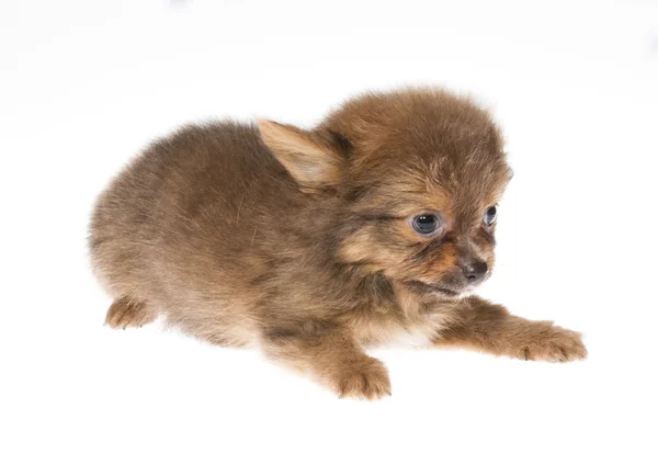 Chiot drôle Chihuahua pose sur un fond blanc — Photo