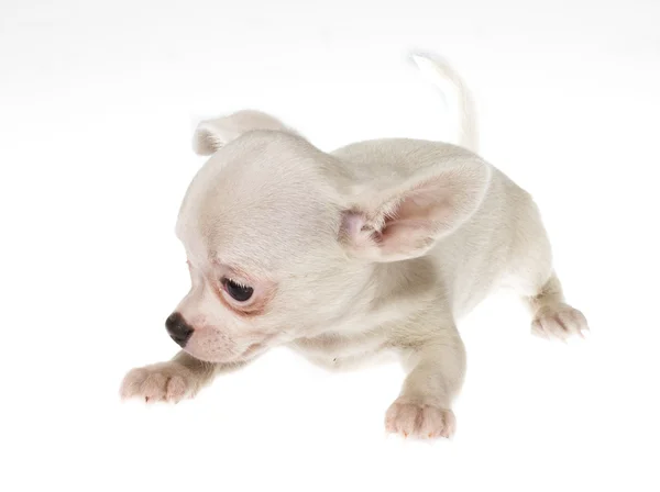 Filhote de cachorro engraçado Chihuahua posa em um fundo branco — Fotografia de Stock