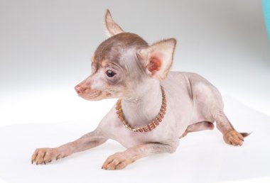 Çince Tepeli Köpek