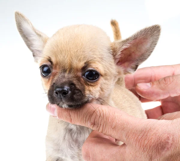 Expresivo retrato Chihuahua cachorro — Foto de Stock