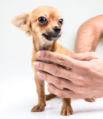 ifade portre chihuahua yavrusu