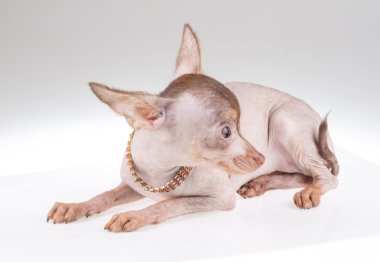 Çince Tepeli Köpek