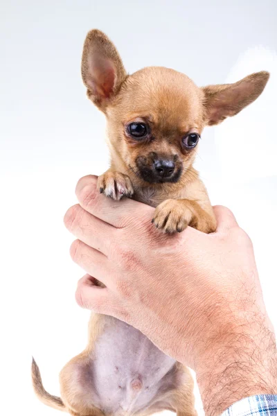 Expressieve portret chihuahua pup — Stockfoto