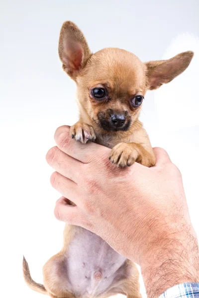 Ausdrucksstarkes Porträt Chihuahua-Welpe — Stockfoto