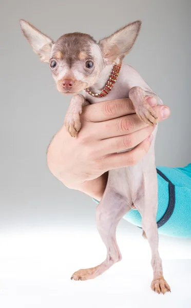 Chinês Cão Crested — Fotografia de Stock